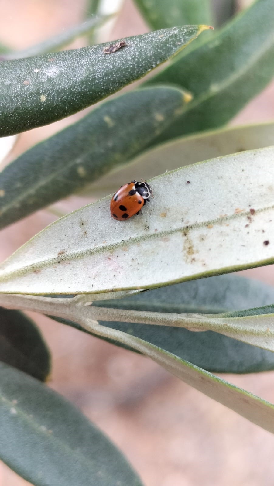 Olive lace bug (top leaf) and ladybird